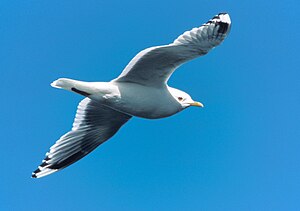 Meew (Larus canus)