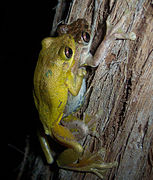 Litoria tyleri amplexus.jpg