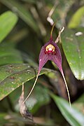 Masdevallia cucullata