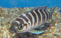 Zebra ceruzasügér (Neolamprologus cylindricus)