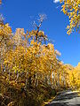 Rừng núi Utah về mùa thu