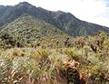 Miniatura para Parque nacional Yanachaga-Chemillén