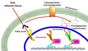 Thumbnail for Peroxisome proliferator-activated receptor