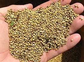 Pearl millet grain