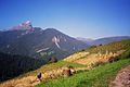 Peitler mit inzwischen selten gewordenem Kornfeld