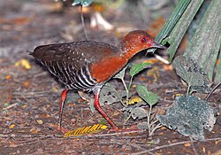 Rödbent sumphöna (Rallina fasciata)