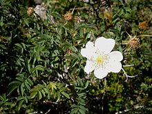 Rosa spinosissima 003.jpg