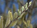 Salix sitchensis