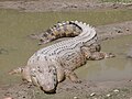 El cocodrilo de agua salada es el mayor reptil viviente u un peligro para los seres humanos.