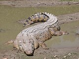 El cocodrilo de agua salada es el mayor reptil vivo[17]​ y es el depredador dominante en su ámbito geográfico.[18]​ Su pariente, de tamaño similar, el cocodrilo del Nilo, el cual incluso depreda a grandes simios (humanos y chimpancés), está en la cima de la cadena alimentaria en las aguas africanas.