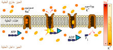 Scheme sodium-potassium pump-ar.svg