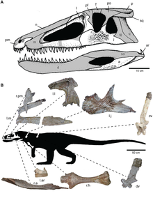 Holotype