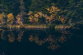 Svartdalstjerna Lakes Primeval Forest Nature Reserve of the Totenaasen Hills in Norway 56.jpg