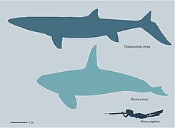 Thalassotitan size.jpg