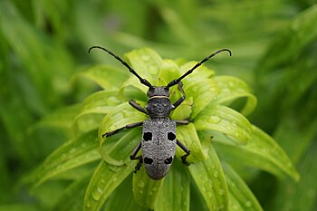 Bukov kozliček (Morimus funereus)