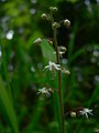 Tiarella trifoliata