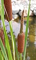 Inflorescência de Typha angustifolia