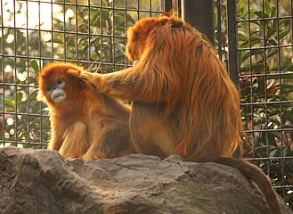 Golden snub-nosed monkey