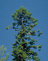 Küsten-Tanne (Abies grandis)