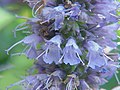 Agastache anisata