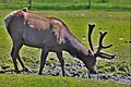 Elk (Cervus canadensis)