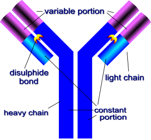 Basic Structure of Antibody