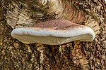 Thumbnail for File:Berkendoder (Piptoporus betulinus). 04-11-2020. (actm.).jpg