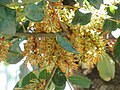 Male flowers (open); Parque El Pilar de Ciudad Real, Spain