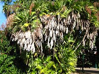 Acoelorraphe wrightii (Arecaceae)