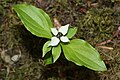 Cornus canadensis