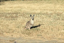 Dama wallaby standing in grass - DPLA - 04ab45efaf320ccd32c27264399875cb.jpg