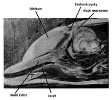 Černobílé vyobrazení CT řezu hlavou delfína s dobře patrnými měkkými tkáněmi. V přední horní části hlavy (nad rostrem) je vidět meloun, na řezu čočkovitého tvaru..