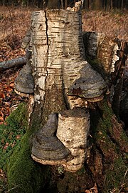 Echte tonderzwam (Fomes fomentarius)