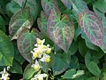 Epimedium pubigerum