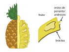 Diagrama de infrutescencia y fruto.