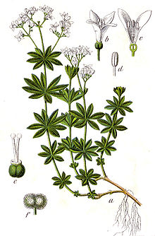 Galium odoratum Sturm47.jpg