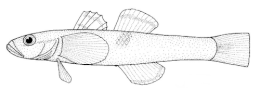 (Grahamichthys radiata)