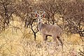  Tswalu Kalahari Reserve South Africa