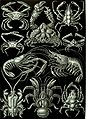 Image 11Decapods, from Ernst Haeckel's 1904 work Kunstformen der Natur (from Crustacean)