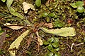 Anacortes Community Forest Lands