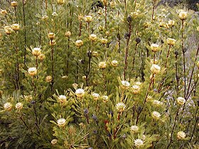 Isopogon ianethifolius