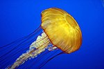 Thumbnail for Jellyfish