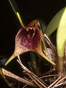 Masdevallia macroglossa