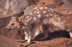 Native cat standing close up - DPLA - fc667c1acc045f5366f0a98b55cd741b.jpg