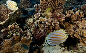 Pareja de Chaetodon ornatissimus en Molokini, Hawái.