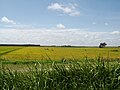 Sawah padi yang kekuningan di Perak, Malaysia.