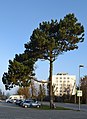 Чорная сасна (Pinus nigra)