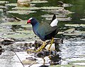 Thumbnail for File:Purple Gallinule Porphyrio martinica - Flickr - gailhampshire.jpg