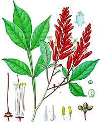 Quassia amara L.