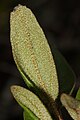 Shepherdia canadensis